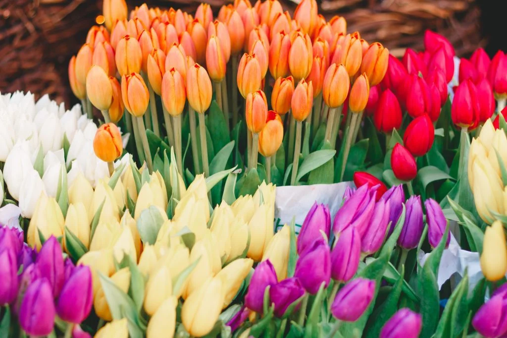 Beautiful colorful spring tulips in a flower shop. Vibrant floral background.