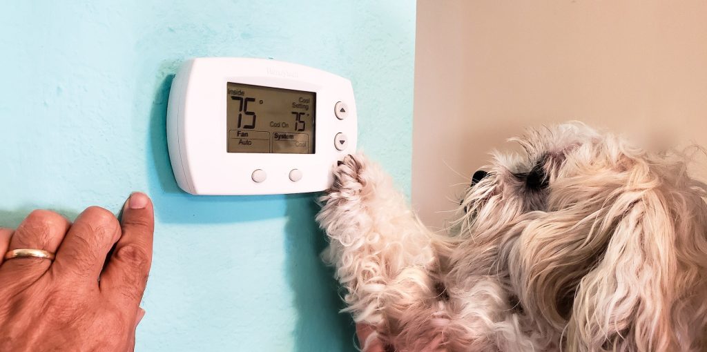 Pets acting like humans like a controlled temperature environment with hands and emotions.